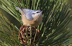 Red-breasted Nuthatch